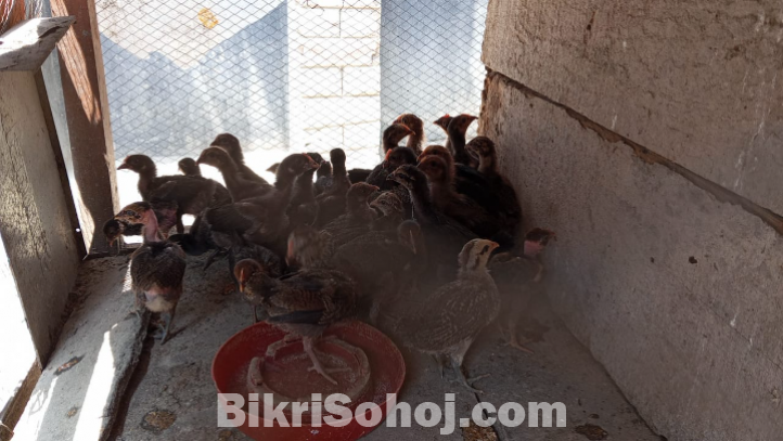 Deshi Murgir Bacca | দেশি মুরগির বাচ্চা । ১ মাস বয়স